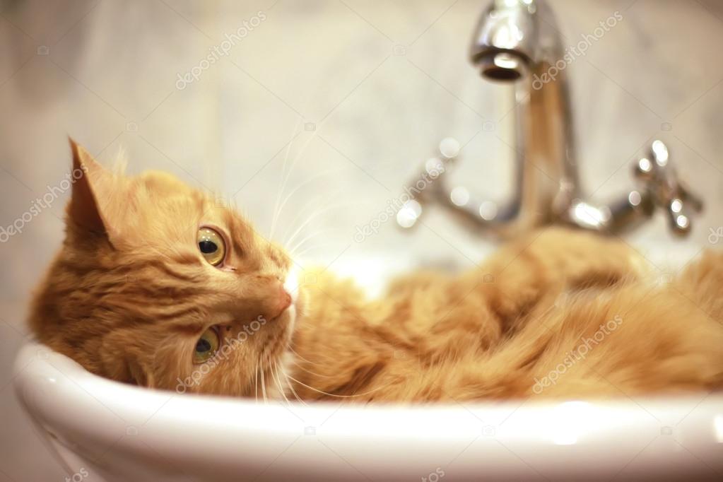 depositphotos_85883030-stock-photo-red-cat-taking-a-bath