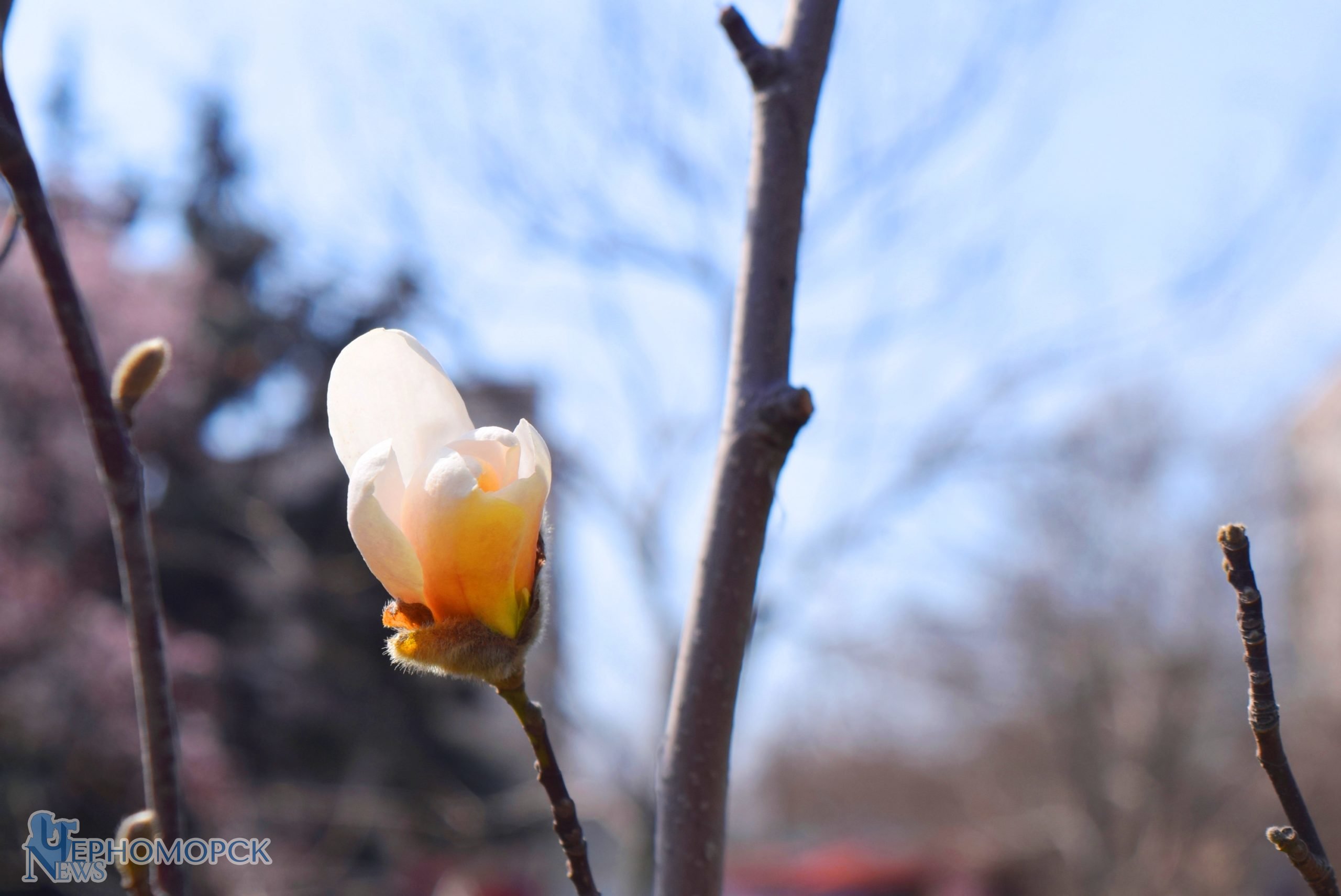 dsc_2485-2