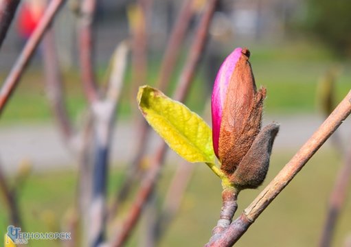 dsc_0078-2