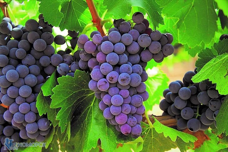rannyaya-obrabotka-vinograda-2