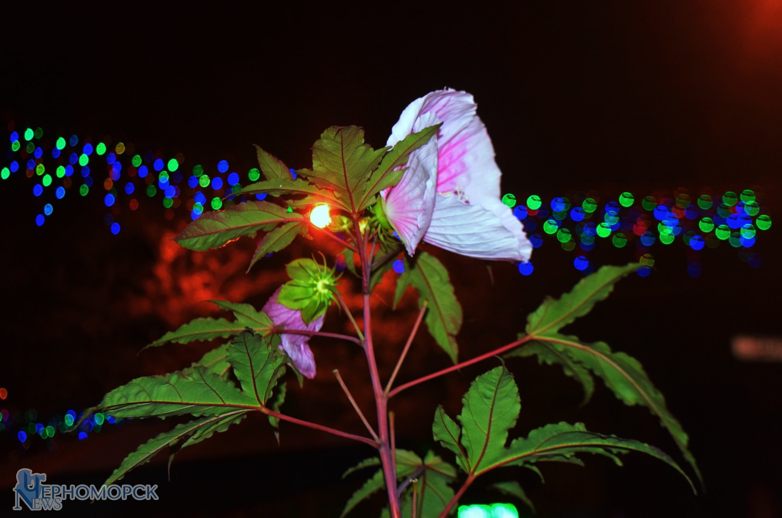 dsc_0834-7