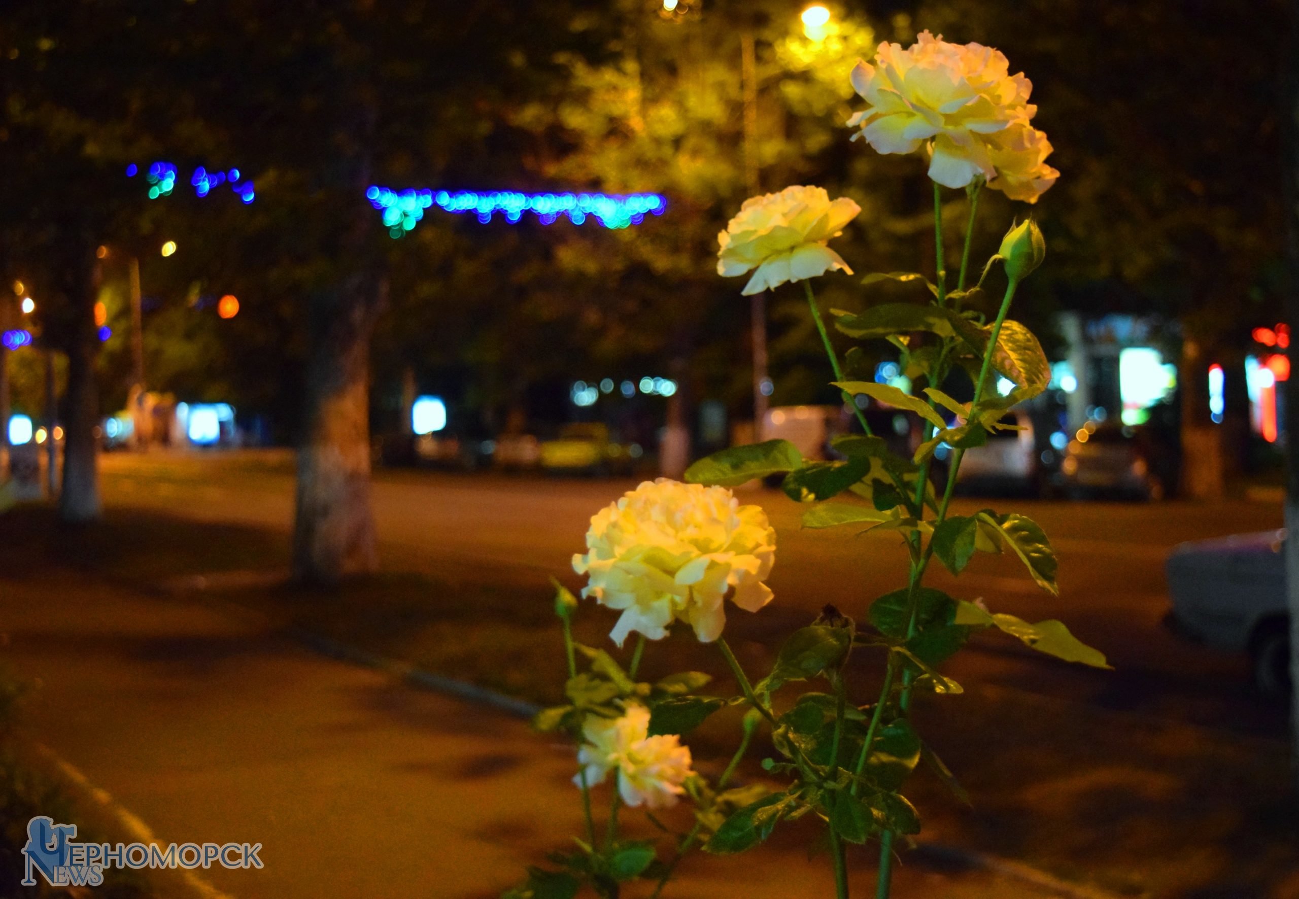 dsc_0444-5