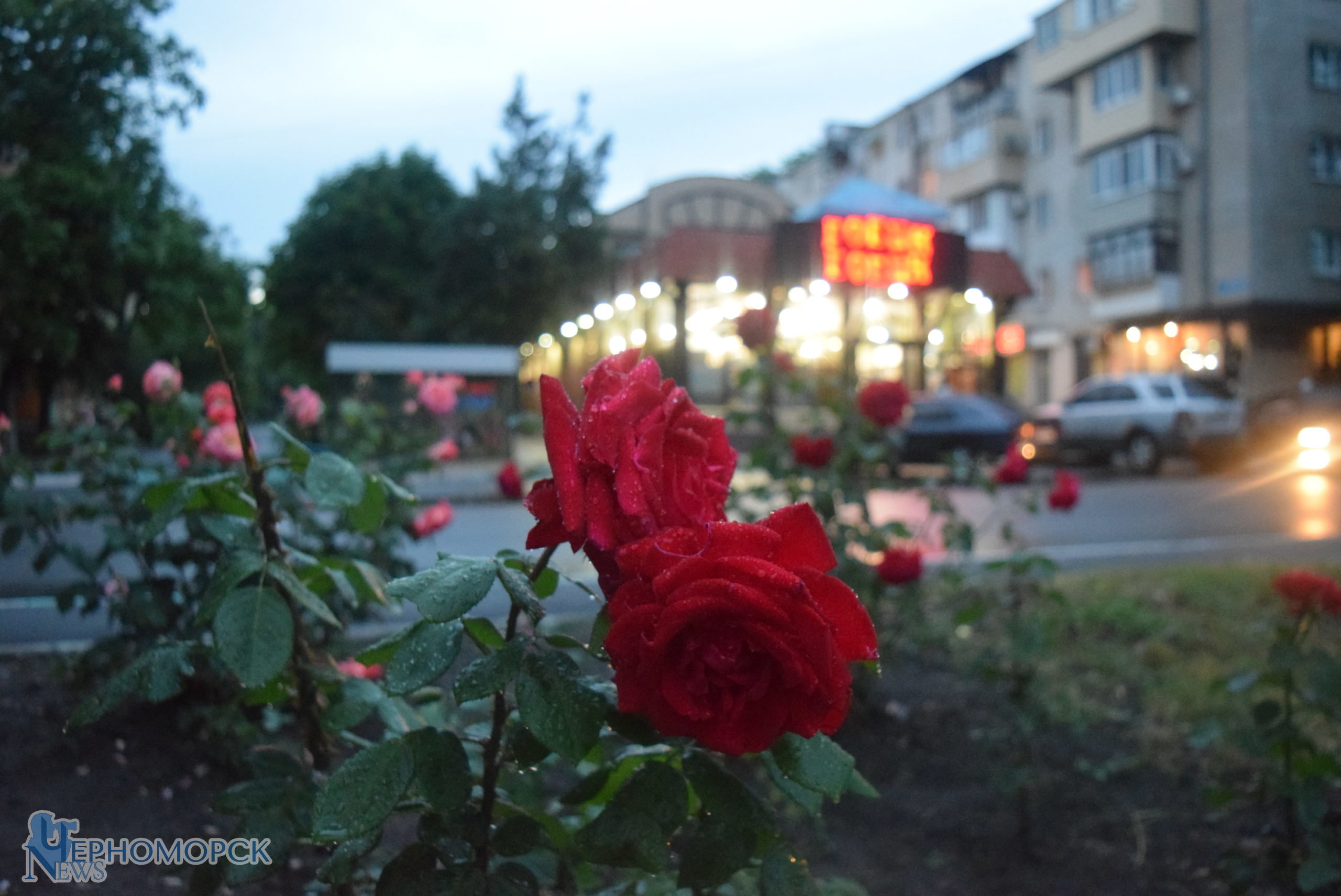 dsc_0992-5