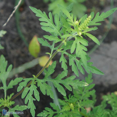 амброзия-полыннолистная-ambrosia-artemisiifolia-l